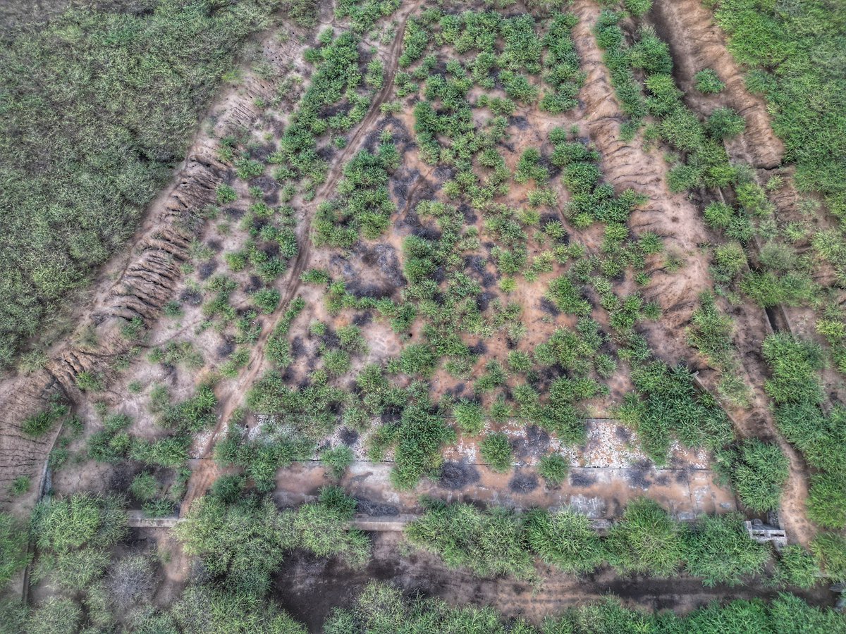 being_nimal's tweet image. #Share #அதிகம்_பகிரவும்

எங்களுக்கு அனுமதி்(தண்ணீர்) கிடைக்குமா?

இராமநாதபுரம் மாவட்டம் கமுதி முதுகுளத்தூர் கடலாடி தாலுகா அனைத்தும் நீரில்லாமல் பாலைவனமாக காட்சி அளிக்கிறது.. இந்த நிலையை மாற்ற அந்த பகுதியை சேர்ந்த 450 கிராம மக்கள் சேர்ந்து AYFA என்ற அமைப்பை உருவாக்கி நம்முடன்…