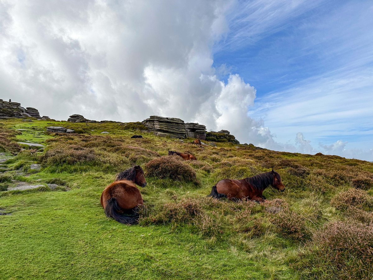 Dartmoor_AC's tweet photo. Had a site visit today with the Dartmoor Pony Heritage Trust who showed me around their newtake at Bellever - the site of the pony and salt lick trial. Apparently before the ponies arrived the newtake was dominated by Molinia - now not so much! The salt licks encourage the ponies into the area and they then graze the Molinia allowing the suffocated heather to expand. #Dartmoor