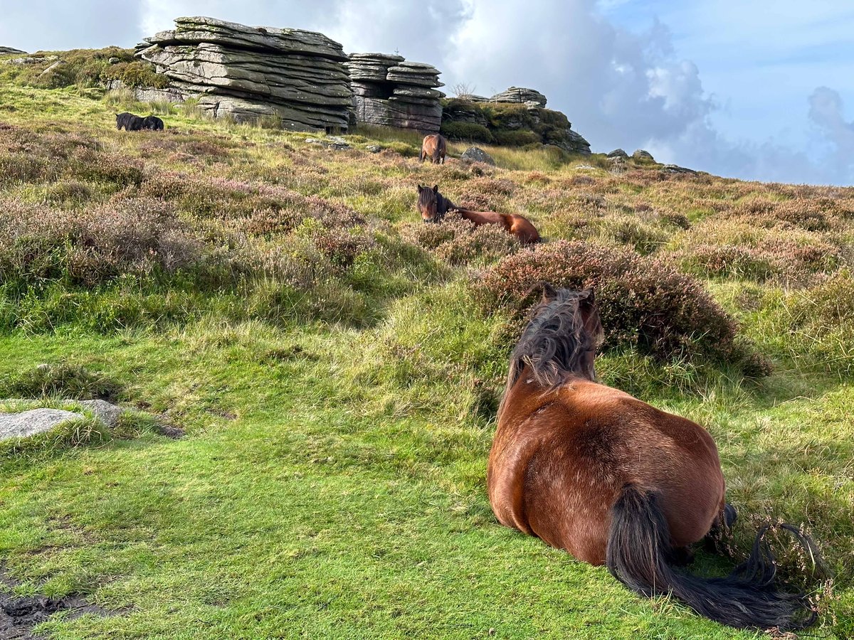 Dartmoor_AC's tweet photo. Had a site visit today with the Dartmoor Pony Heritage Trust who showed me around their newtake at Bellever - the site of the pony and salt lick trial. Apparently before the ponies arrived the newtake was dominated by Molinia - now not so much! The salt licks encourage the ponies into the area and they then graze the Molinia allowing the suffocated heather to expand. #Dartmoor