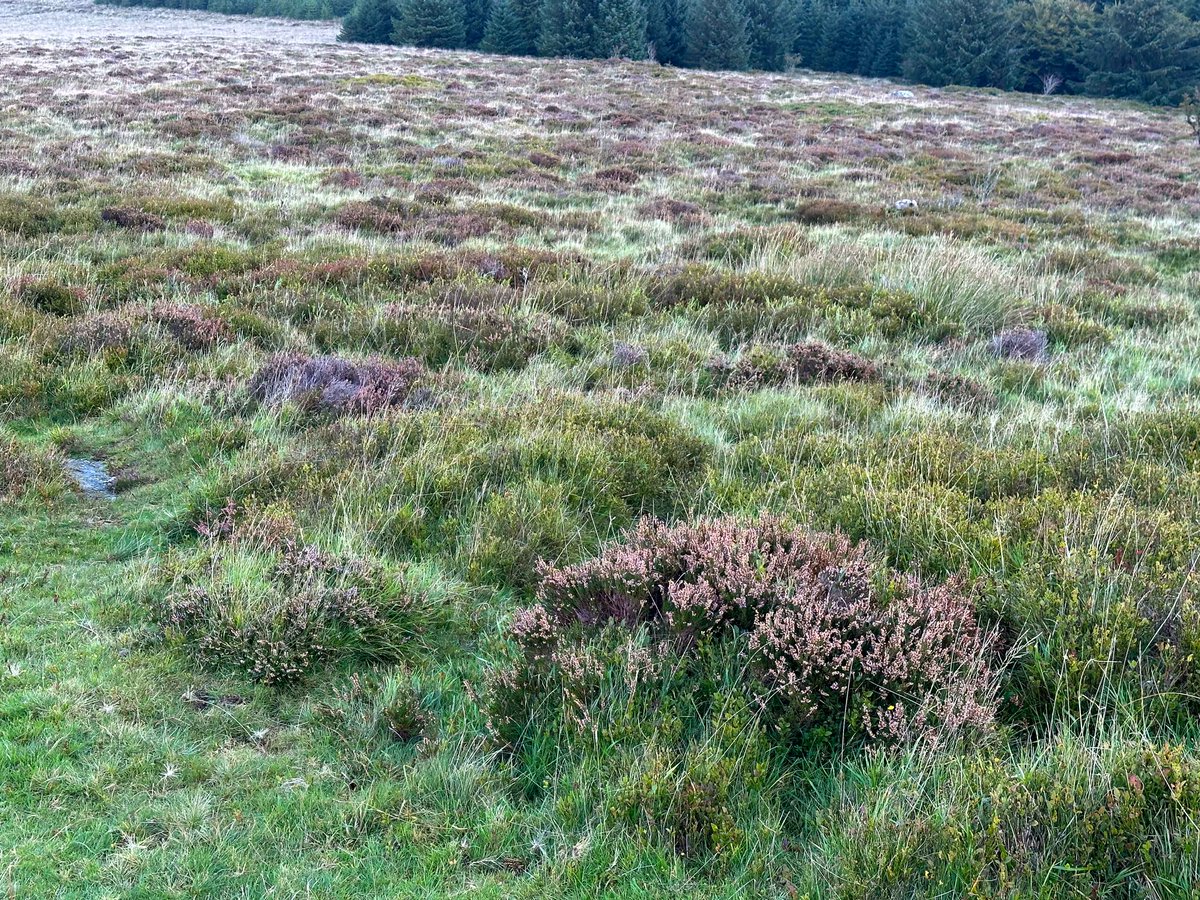 Had a site visit today with the Dartmoor Pony Heritage Trust who showed me around their newtake at Bellever - the site of the pony and salt lick trial. Apparently before the ponies arrived the newtake was dominated by Molinia - now not so much! The salt licks encourage the ponies