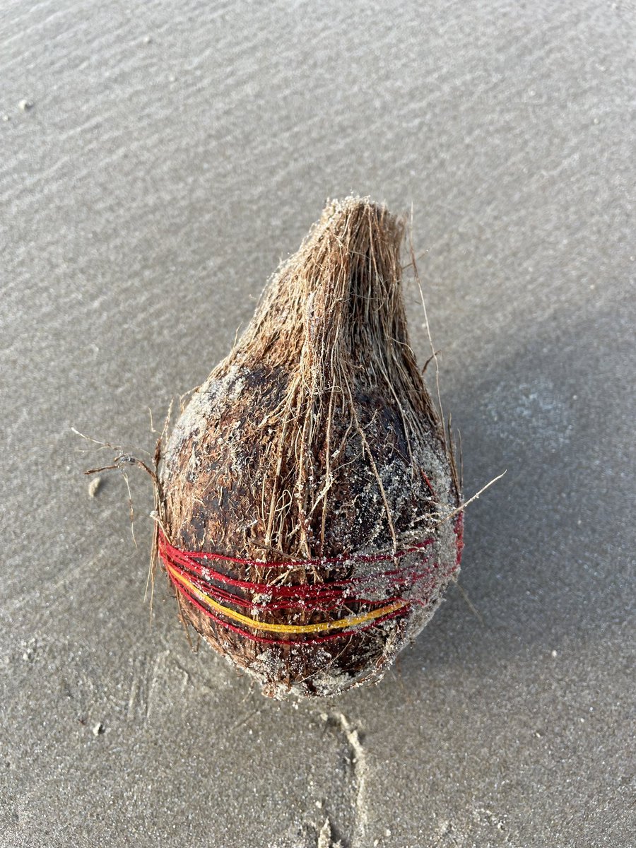 Clairie21's tweet image. Todays #beachclean was just #coconuts #strangestfinds @CornishSpliced