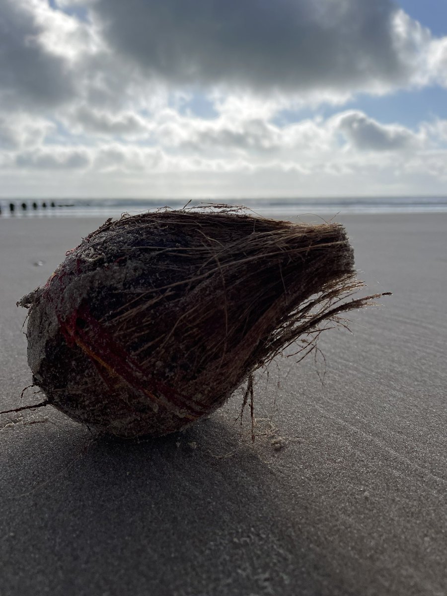 Clairie21's tweet image. Todays #beachclean was just #coconuts #strangestfinds @CornishSpliced