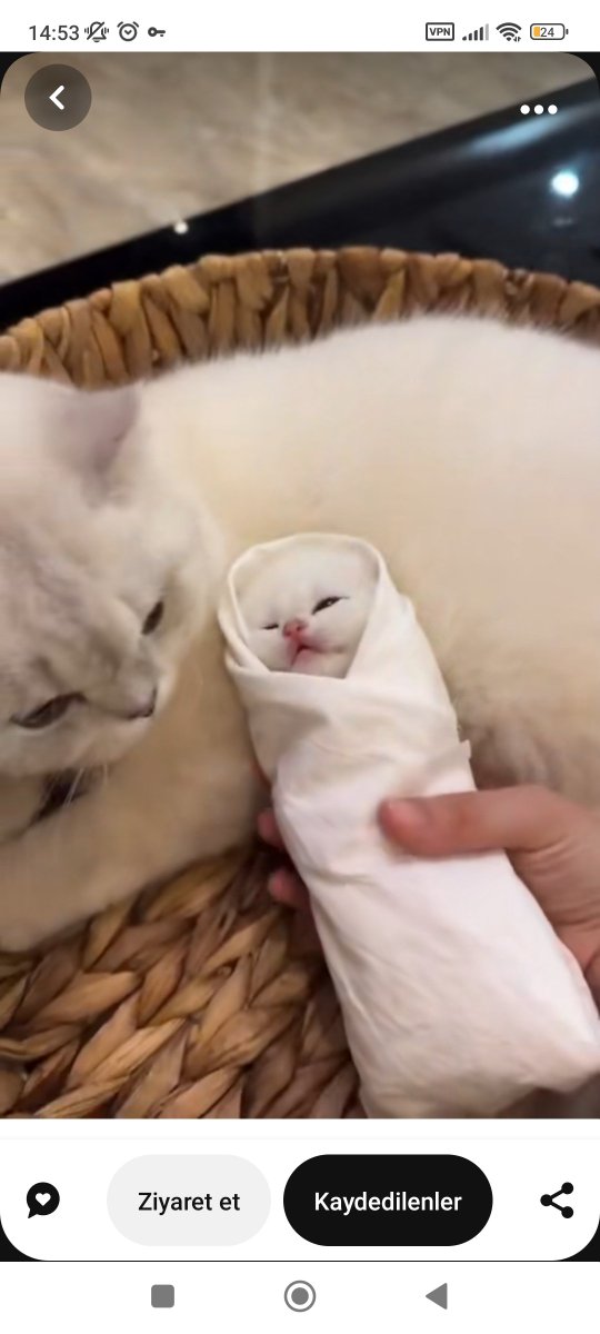 Kedi dürüm aserdim mmmhh😋