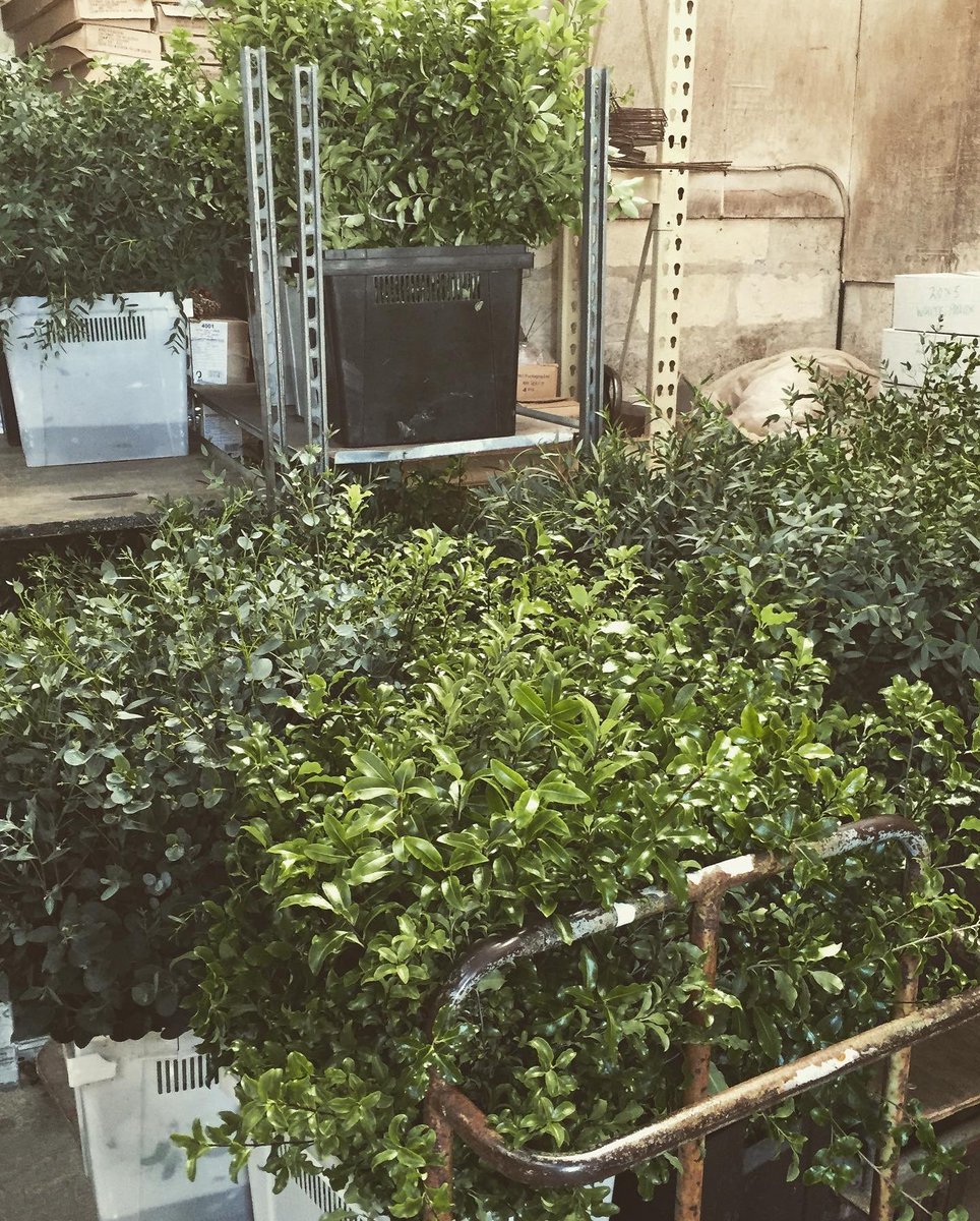 Cornish Foliages starting next week  pre order now sales@flowersbyclowance.co.uk #foliage #eucalptus #flowersbyclowance