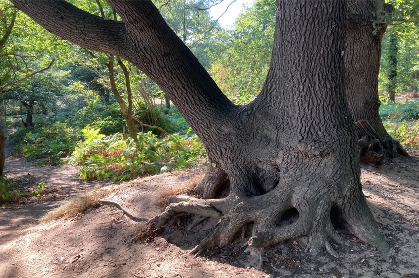 De RCE heeft samen met partners ‘Attentielijsten bedreigde wilde bomen en struiken’ opgesteld. Deze lijsten geven een overzicht van de bedreigde wilde boom- en struiksoorten per provincie en tips voor beheer. 

Nieuwsgierig? Kijk op: bit.ly/48mLppX