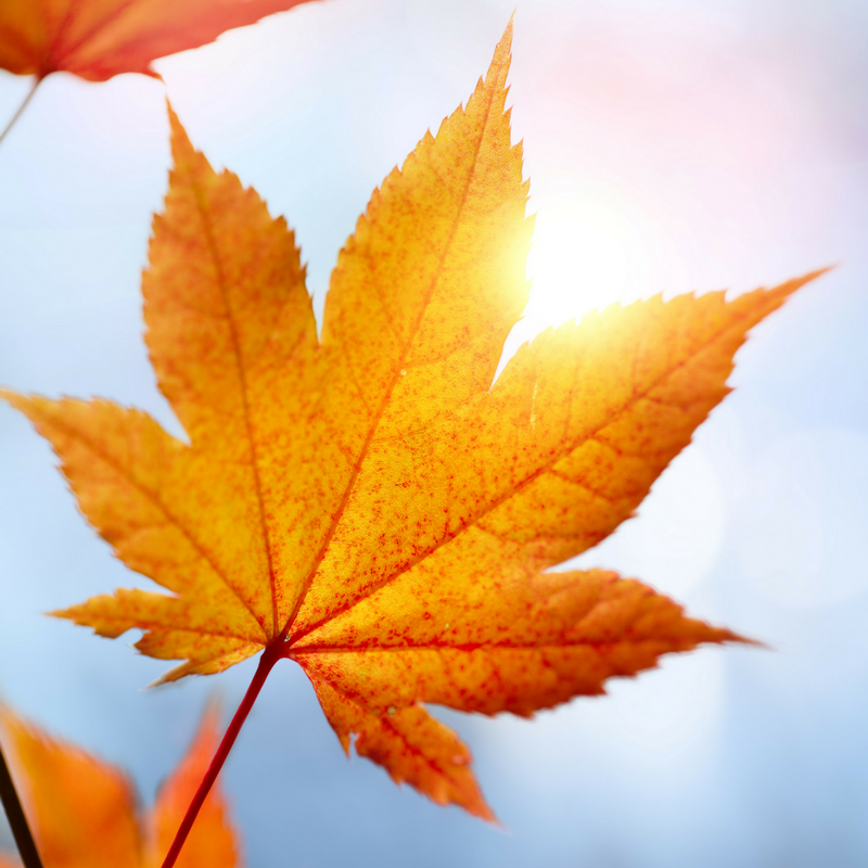 WaverlyGeneral's tweet photo. Good Morning!
Shop Tomorrow 10AM to 6PM 

Waverly General Store
Shop Tuesday thru Friday 10AM to 6PM
Open Saturday 10AM to 5PM

#fall #shoplocal #shopsmall #wavgen https://t.co/lsLQBDfLVj