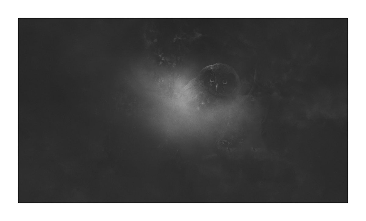 Arild Heitmann tweet media