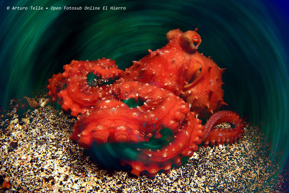 Arturo Telle es el autor de la Foto del Mes de agosto en el 6º Open Fotosub Online
👉 online.fotosubelhierro.es/?p=16344

#elhierro #fotosubonline #islascanarias #larestinga #uwphotography #underwater #fotosub #fotografiasubmarina #uwpic #underwaterphotgraphy #waterphotgraphy #oceanphotos