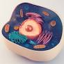 news-medical.net/news/20230925/…
#cellbiology
#celllife
visit: longdom.org/cell-science-t…
