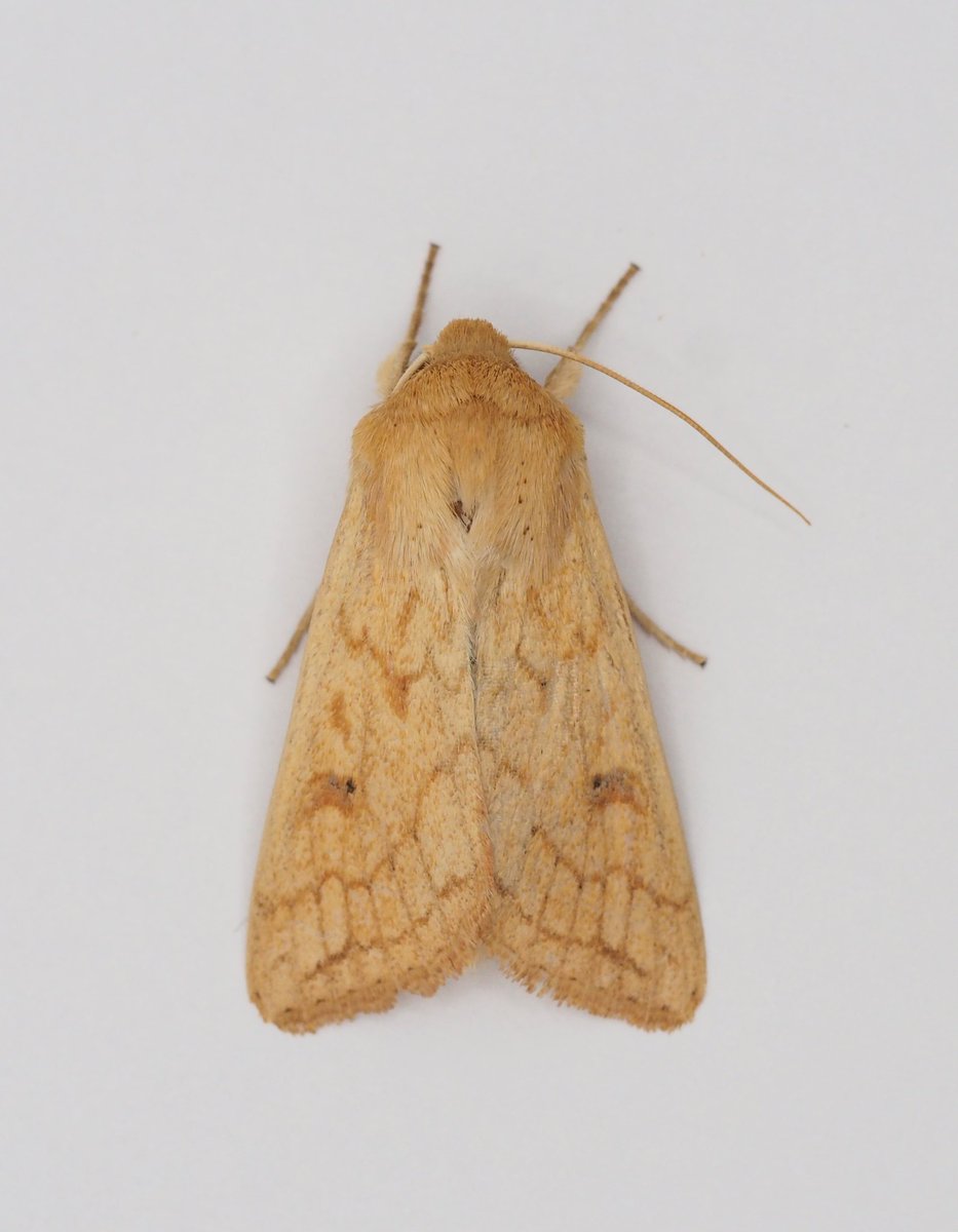InvertDan's tweet image. @InvertDan Was beginning to think another year would pass me by without seeing a Delicate. So many reports of these being caught recently. Last night was my night.

Another lifer came in the wonderful  form (or pose!) of Zelleria hepariella.