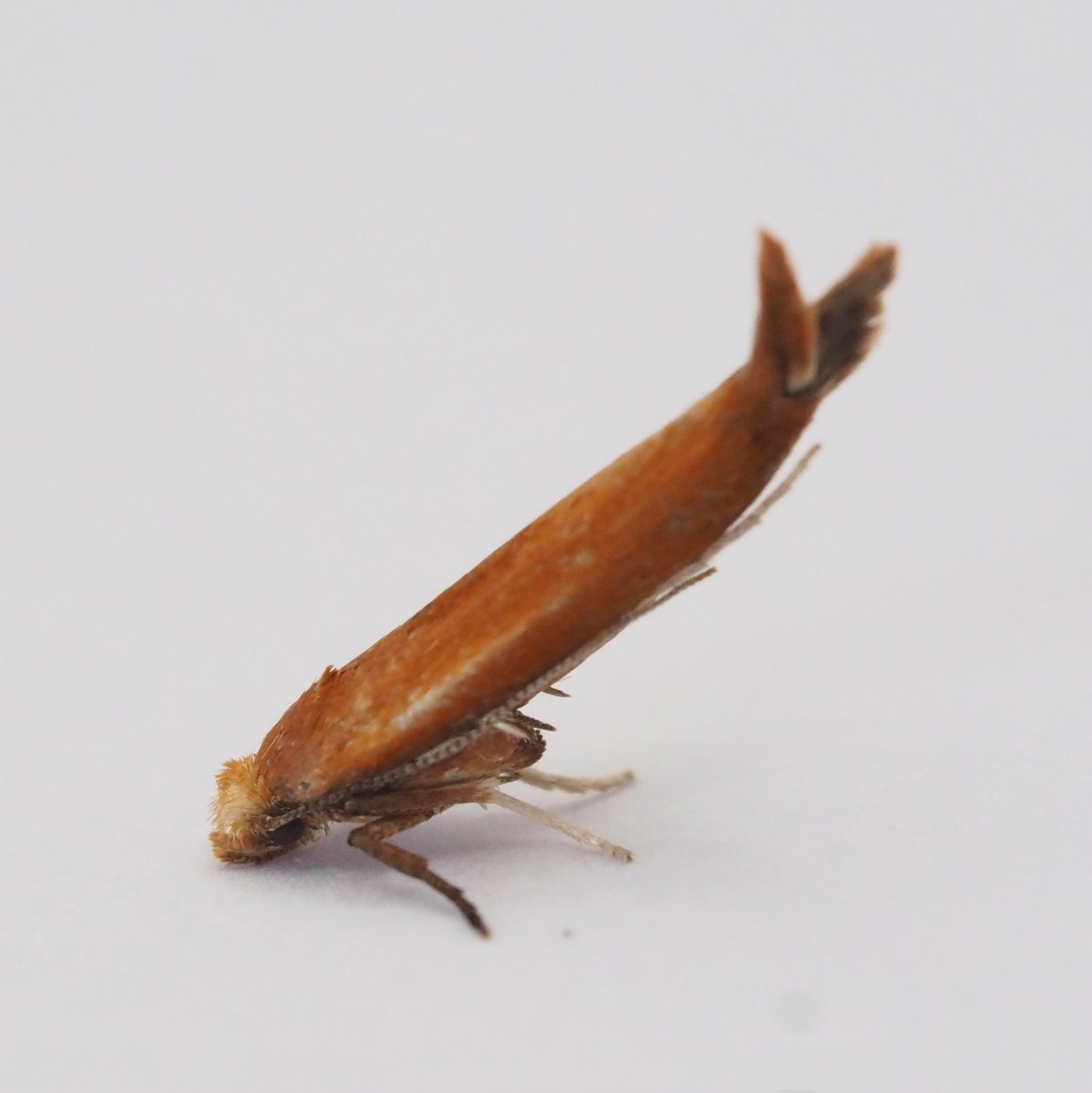InvertDan's tweet image. @InvertDan Was beginning to think another year would pass me by without seeing a Delicate. So many reports of these being caught recently. Last night was my night.

Another lifer came in the wonderful  form (or pose!) of Zelleria hepariella.