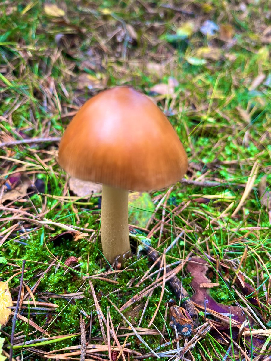 SarahCWarnock1's tweet photo. Windy and mild today in Portmoak woods. The perfect conditions for a walk to clear the head. #autumn #woodland #mushrooms #fields #naturelover  #offwork https://t.co/cDlEDkK8in
