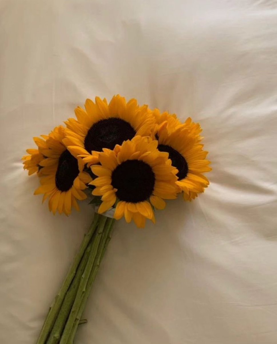 sunflower_fans's tweet photo. The prettiest sunflower 🌻🌻 https://t.co/asWUELAy4M
