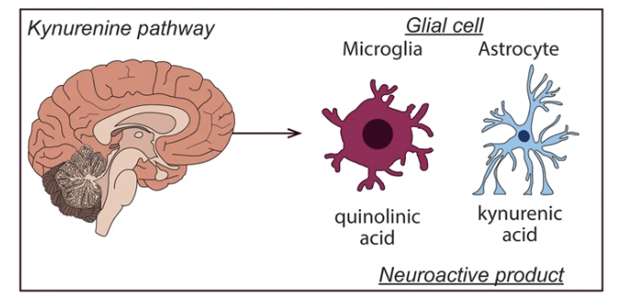 npp_journal's tweet photo. New and online in @npp_journal, "Sex- and suicide-specific alterations in the kynurenine pathway in the anterior cingulate cortex in major depression"
https://t.co/WZqS38gThf https://t.co/wNQSwgnNVO