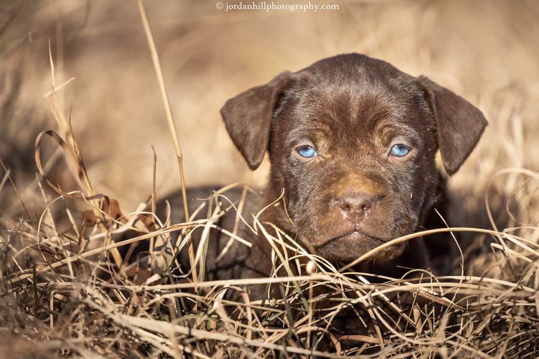 Chocolate Lab Pup
jordanhillphotography.com/featured/choco…

#puppy #pup #puppylove #puppylife #dog #dogs #dogoftheday #pet #animals  #photography  #huntingdog #chocolatelab #labradorretriever #doglover #outdoors #animalphotography #cutedogs #cutenessoverload #adorable #BuyIntoArt #AYearForArt