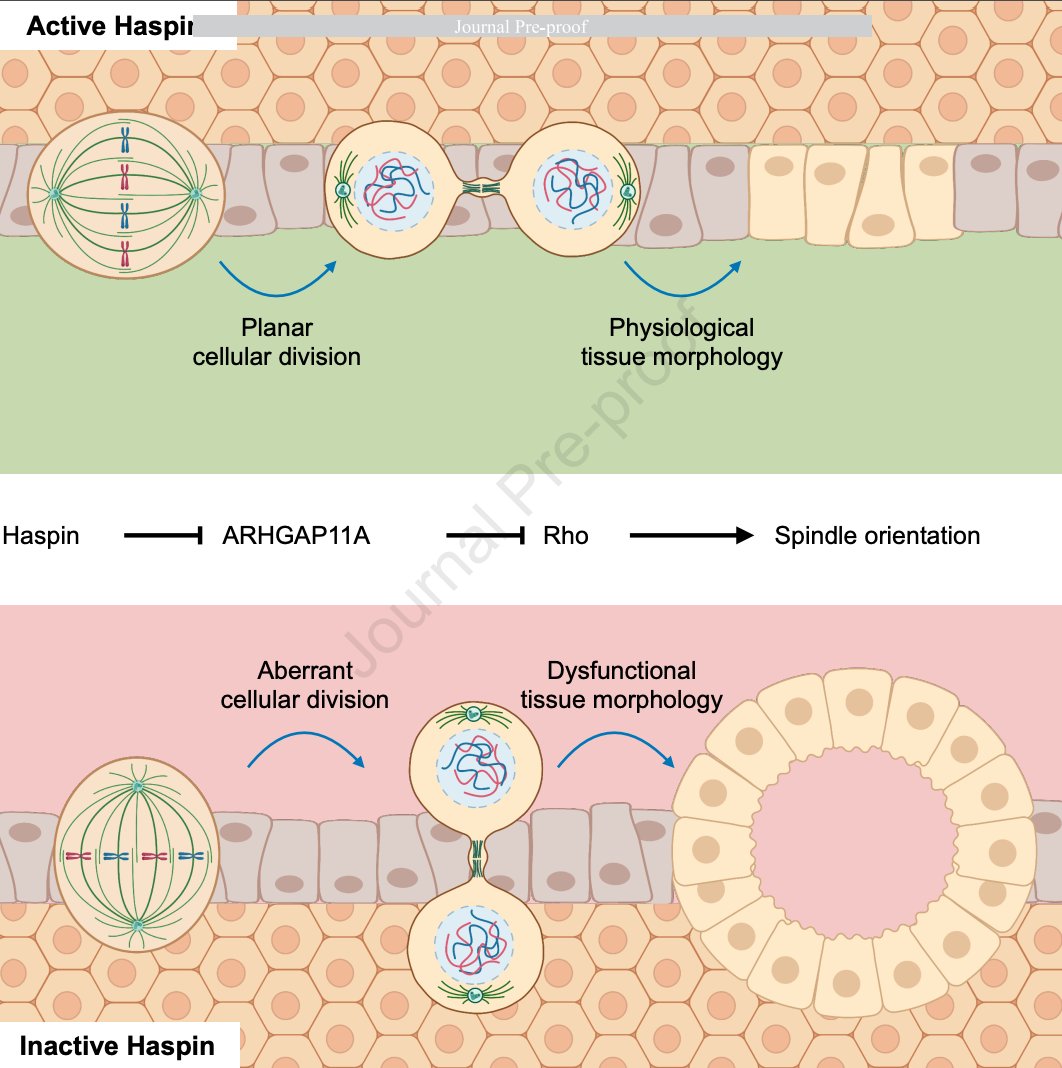 Genome-Instability&Human-Pathologies tweet media