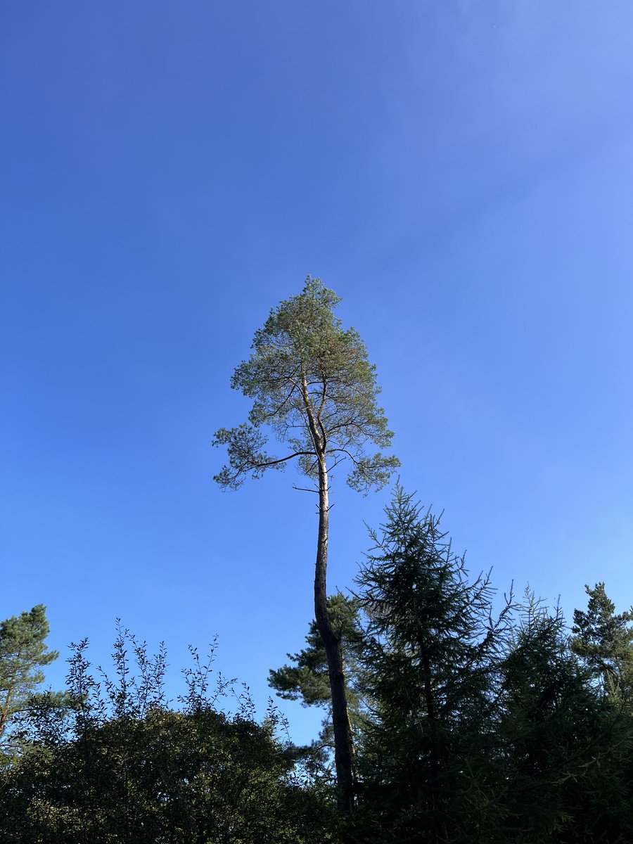 this place
that sky.

the peacefulness and joy
of mornings with the forest…
