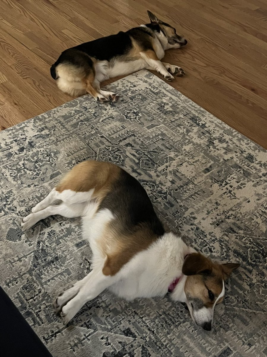 Corgi Lover (@corgi_doglover) on Twitter photo 