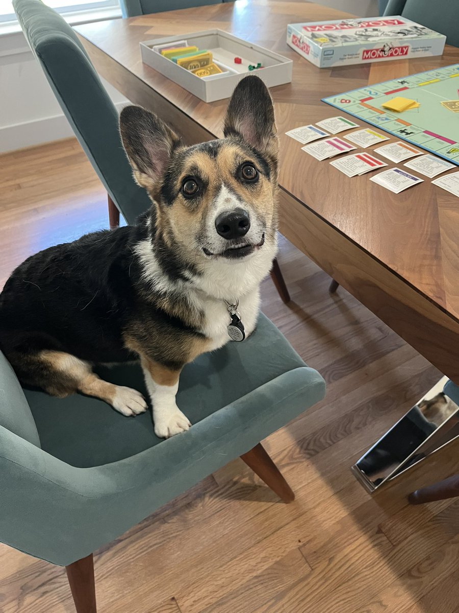 Corgi Lover (@corgi_doglover) on Twitter photo 