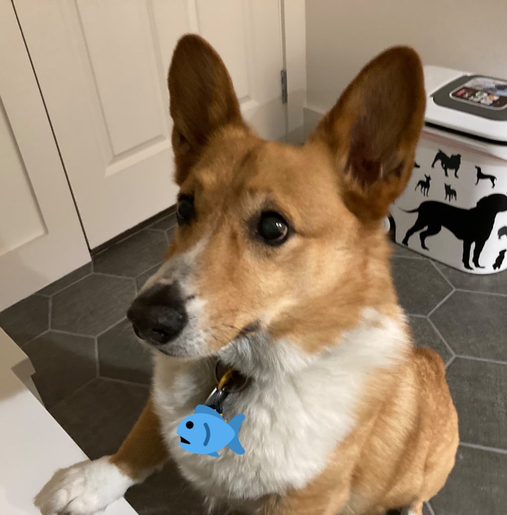 Corgi Lover (@corgi_doglover) on Twitter photo 