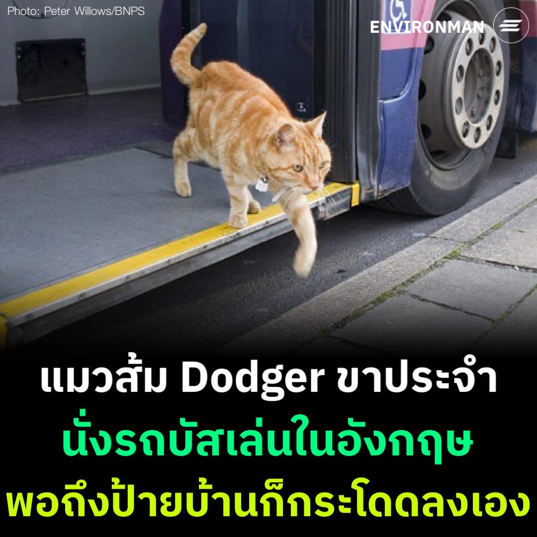 เอ็นดูน้องมาก น้องส้มตัวนี้ ขึ้นรถบัสเที่ยวเอง หาที่นั่งเอง แล้วลงจากรถเอง จนคนขับรถเตรียมอาหารแมวมาให้น้องด้วยเลย แมวส้มมันห้าวจริงๆ 55555555
