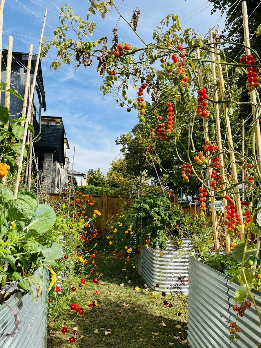 Signs of autumn - leaves on the ground, blight and lower yields, but new beginnings for brussels sprouts and another round of carrots kale beets #garden #tomatoes🍅 #vegetables #fruits #urbangarden #growyourownfood #gardening #backyardgarden
