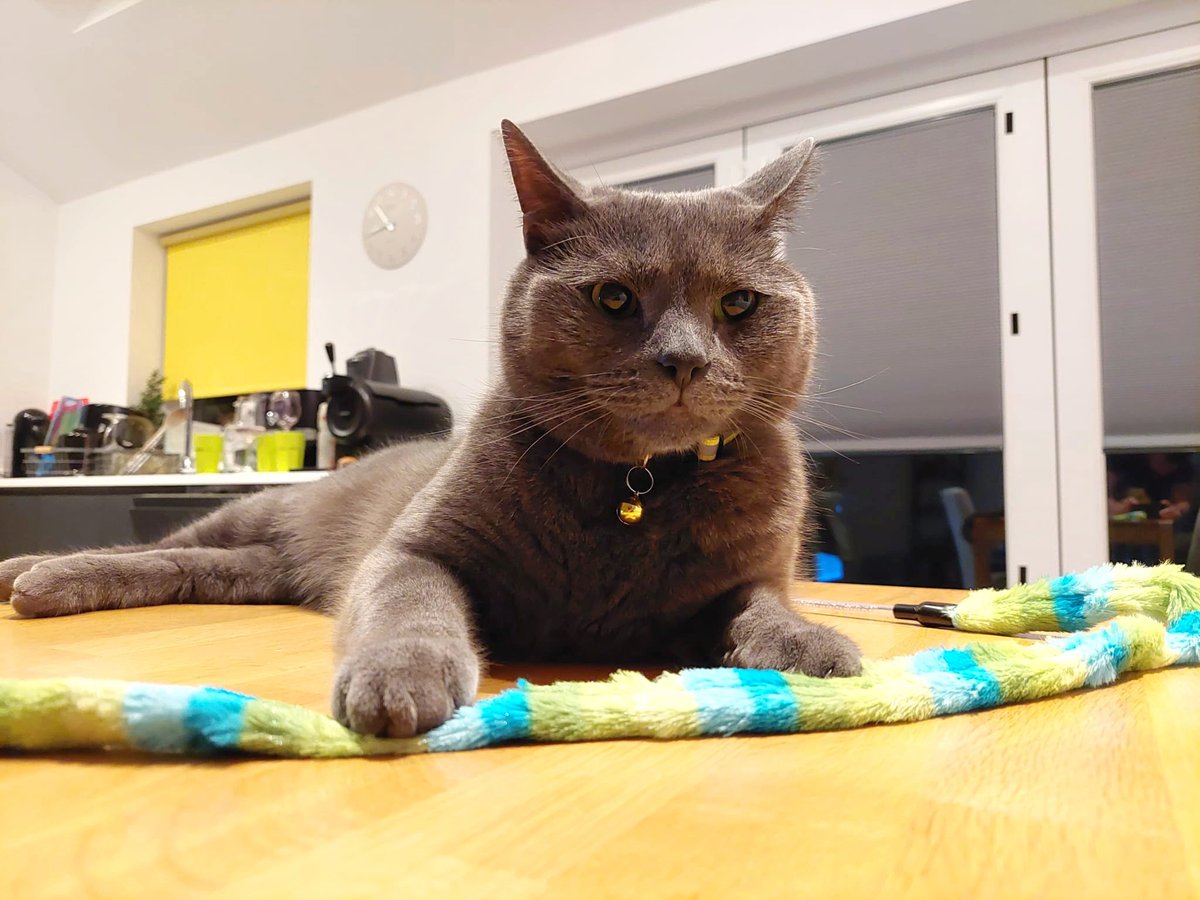 Caught a snake on the table where I'm not allowed. 
Mum just rolled her eyes 😹
