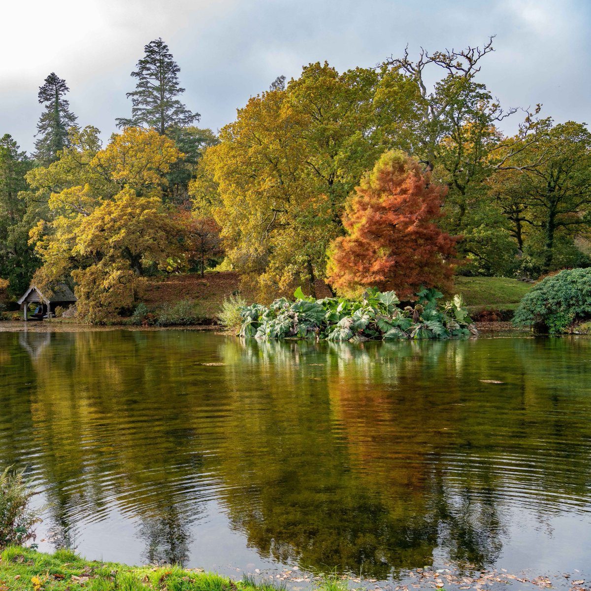 National Garden Scheme (@ngsopengardens) on Twitter photo 📷️Trebartha Estate Garden & County Garden ©Keith Tucker 
Open Sun 1st Oct, the gardens here are well spread out and have views stretching from Hawks Tor to the valley of the river Lynher. 
Head to our website for more details👇️
bit.ly/Trebartha_Gard…
#visitcornwall 📷️Trebartha Estate Garden & County Garden ©Keith Tucker 
Open Sun 1st Oct, the gardens here are well spread out and have views stretching from Hawks Tor to the valley of the river Lynher. 
Head to our website for more details👇️
bit.ly/Trebartha_Gard…
#visitcornwall