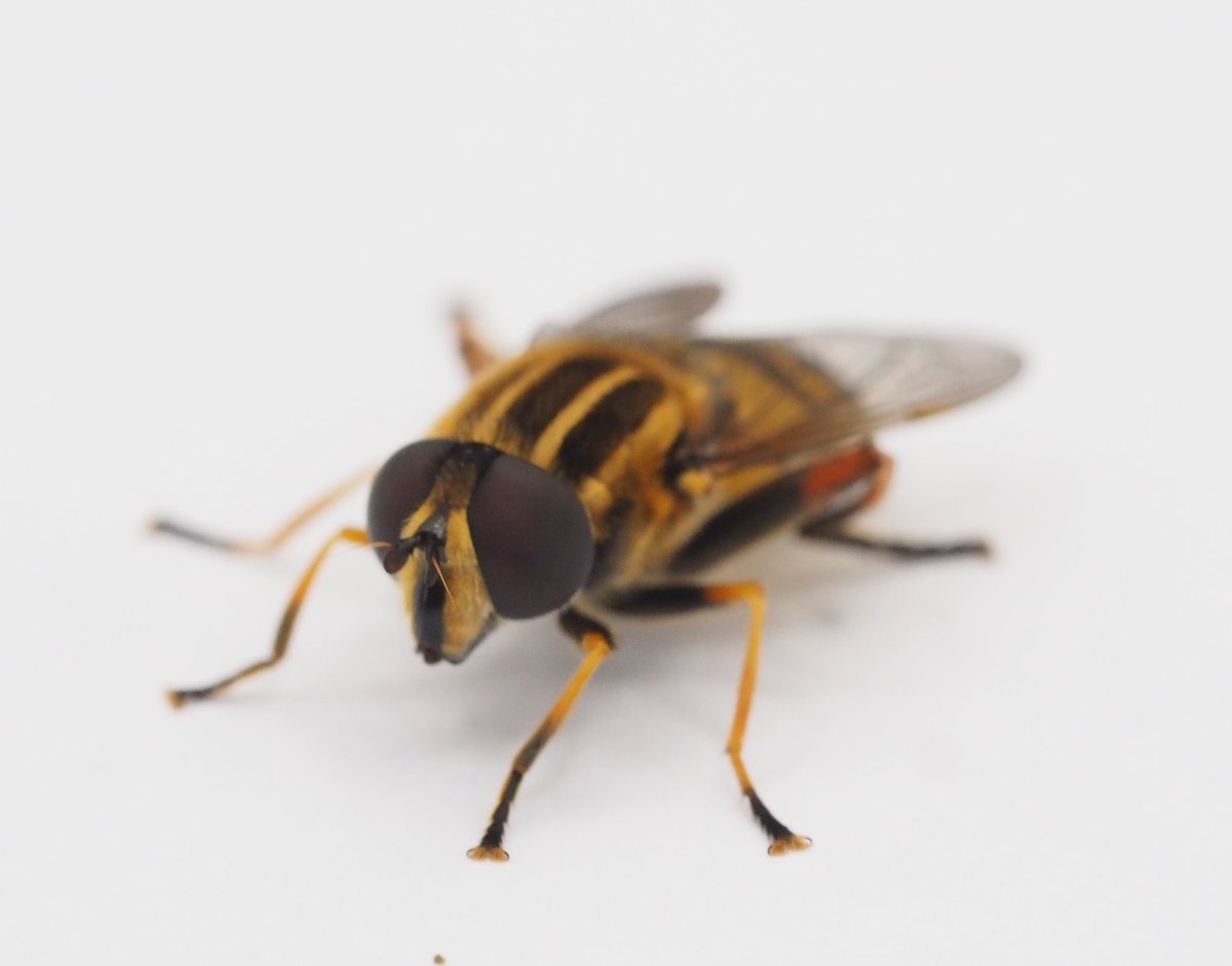 InvertDan's tweet image. A new moth trap intruder for me. Helophilus pendulus, to my garden moth trap last night, North Essex.