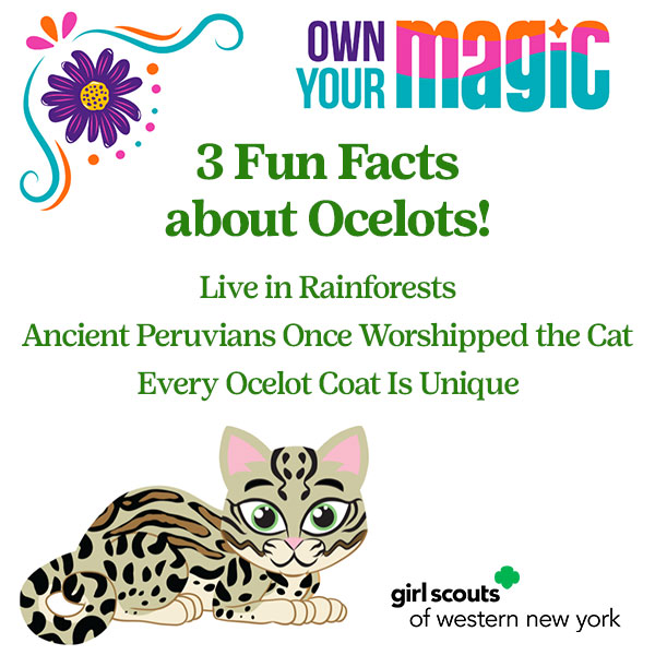 girlscoutswny's tweet photo. Exciting news! Our Fall Product Program is just around the corner, starting on Oct 13. 🍂🍁🎉 This year, we are proud to feature the endangered Ocelot as our Mascot. Want to know more about the program? Click here: [https://t.co/jMNOh9z9sa] #FallProductProgram #SaveTheOcelot https://t.co/vGAvu92cn1