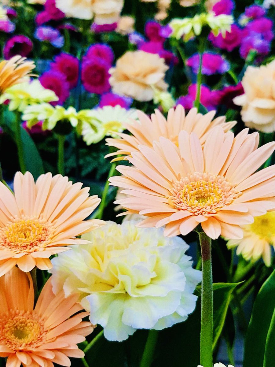 ♦︎♢°̥ Diamant (ディア)♢♦︎°̥࿐♦︎ tweet media