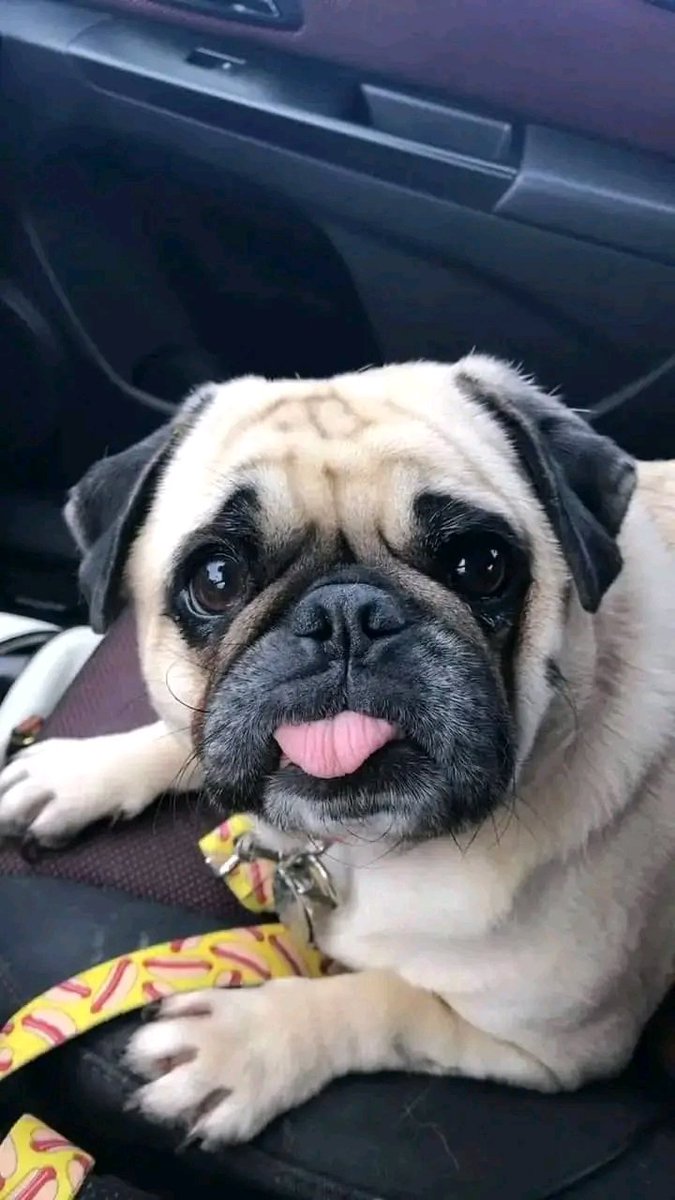 PugLovers80210's tweet image. Today is my birthday, but nobody wishes me yet 🥹
#pugsarethebest #pugstuff #pugmix #pugmom #pugdaily #pugfashions #pugmagazine #worldofpugs #puglifechoseme #pugcentral #pugcarlino #puglive #pugsofinsta #pugchile #pugsrock #pugetsound #mopslife #puggo #cutepug #pugsdaily