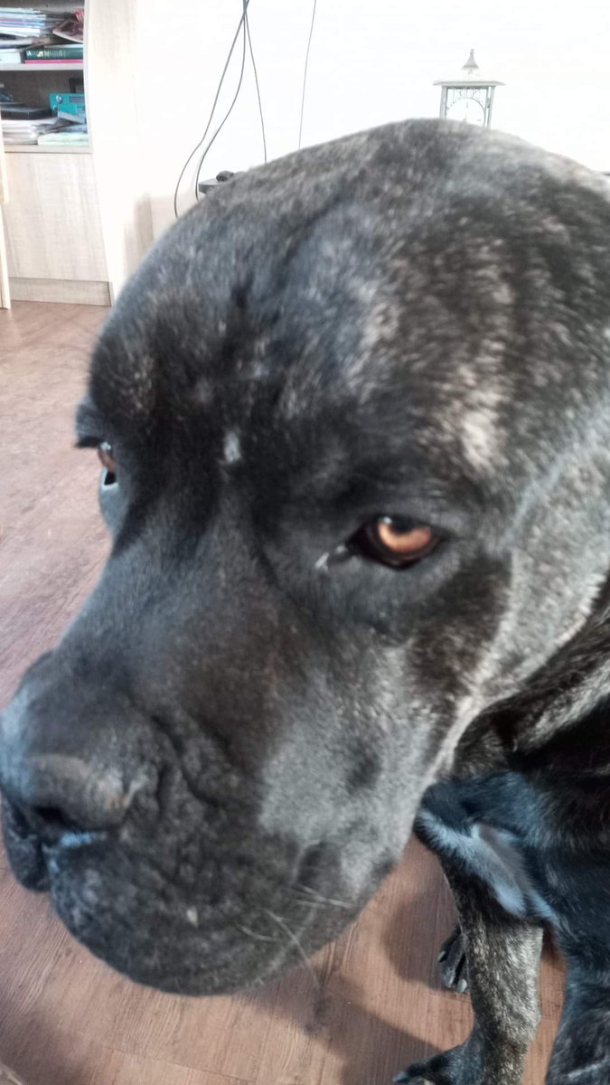 MissingPetsGB's tweet photo. 🐕 ALBERT went missing Sunday afternoon 24 September 2023 from farming field nr Withybrook village (Fosse Farm fields on outskirts of Withybrook &amp; monks kirby) #CV7 #warwickshire
He has hair lost on ears &amp; a small scar between eyes
Please call if seen https://t.co/7pml2uSLox https://t.co/wbdhrwkj2x