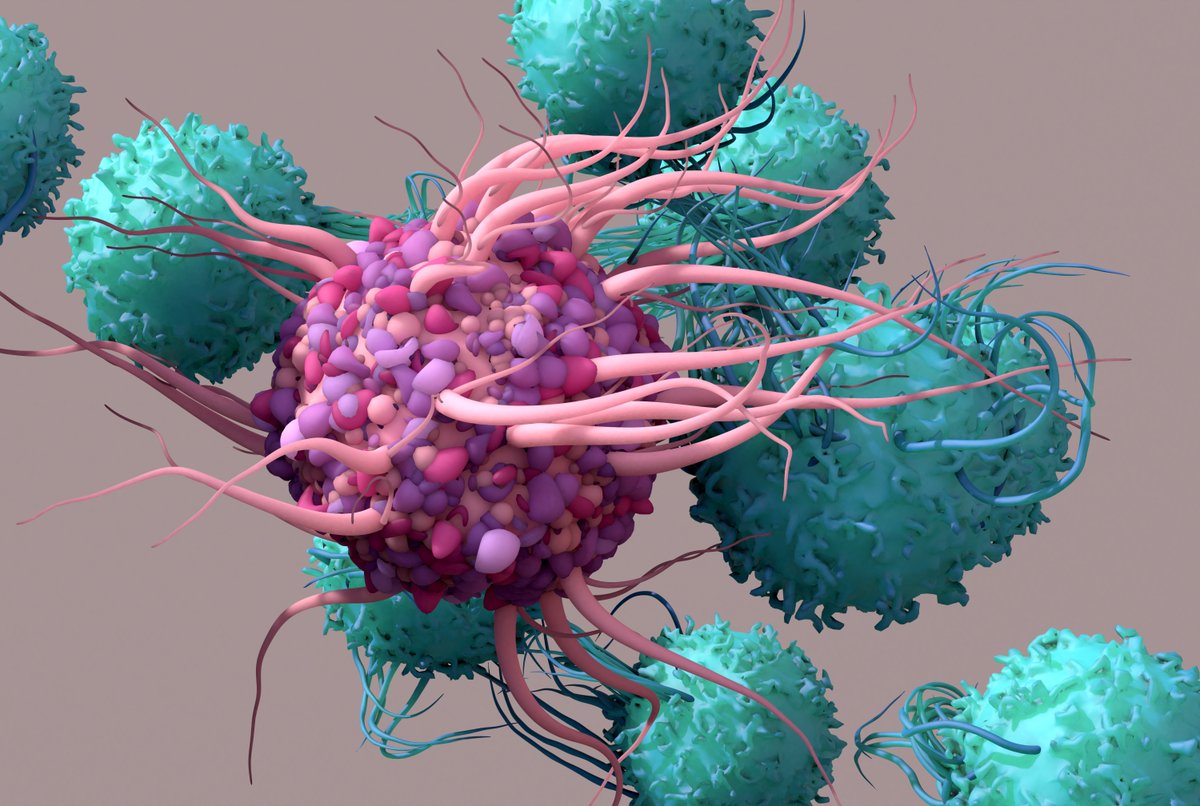 Weill Cornell Medicine (@weillcornell) on Twitter photo A combination of radiation and two types of immunotherapy can control difficult-to-treat triple negative breast cancer tumors in preclinical models, according to team led by Dr. Sandra Demaria of <a href="/WCM_MeyerCancer/">Weill Cornell Medicine Meyer Cancer Center</a> and <a href="/WCMCPathology/">Weill Cornell Medicine Pathology</a>.
bit.ly/3PvblXJ A combination of radiation and two types of immunotherapy can control difficult-to-treat triple negative breast cancer tumors in preclinical models, according to team led by Dr. Sandra Demaria of <a href="/WCM_MeyerCancer/">Weill Cornell Medicine Meyer Cancer Center</a> and <a href="/WCMCPathology/">Weill Cornell Medicine Pathology</a>.
bit.ly/3PvblXJ