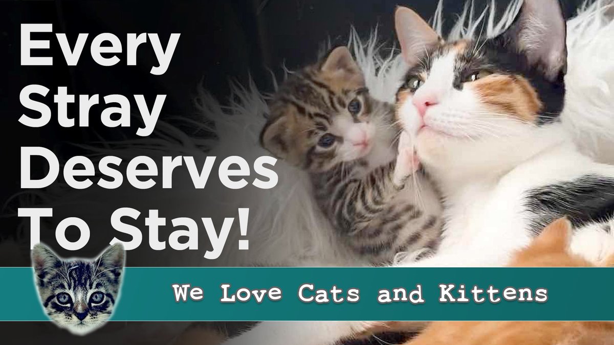 catsnkittys's tweet photo. Stray cats 🐱 + ER Doctor 🩺 = A heart-melting story you shouldn't miss!
Watch here: ➡️➡️➡️ https://t.co/MDdUYEgjqR
#CatLove #CatRescue #CatDoctor https://t.co/HIQW1NqdcJ