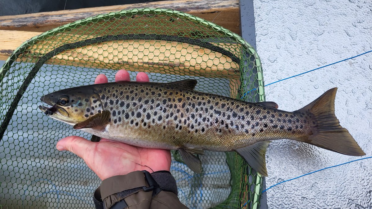 mccoy007_coy's tweet image. #wildbrowntrout #sonaghan #loughmask #irishflies #loughstyle love to start and end my season on lough mask here's why 🎣☘️🗯🐋