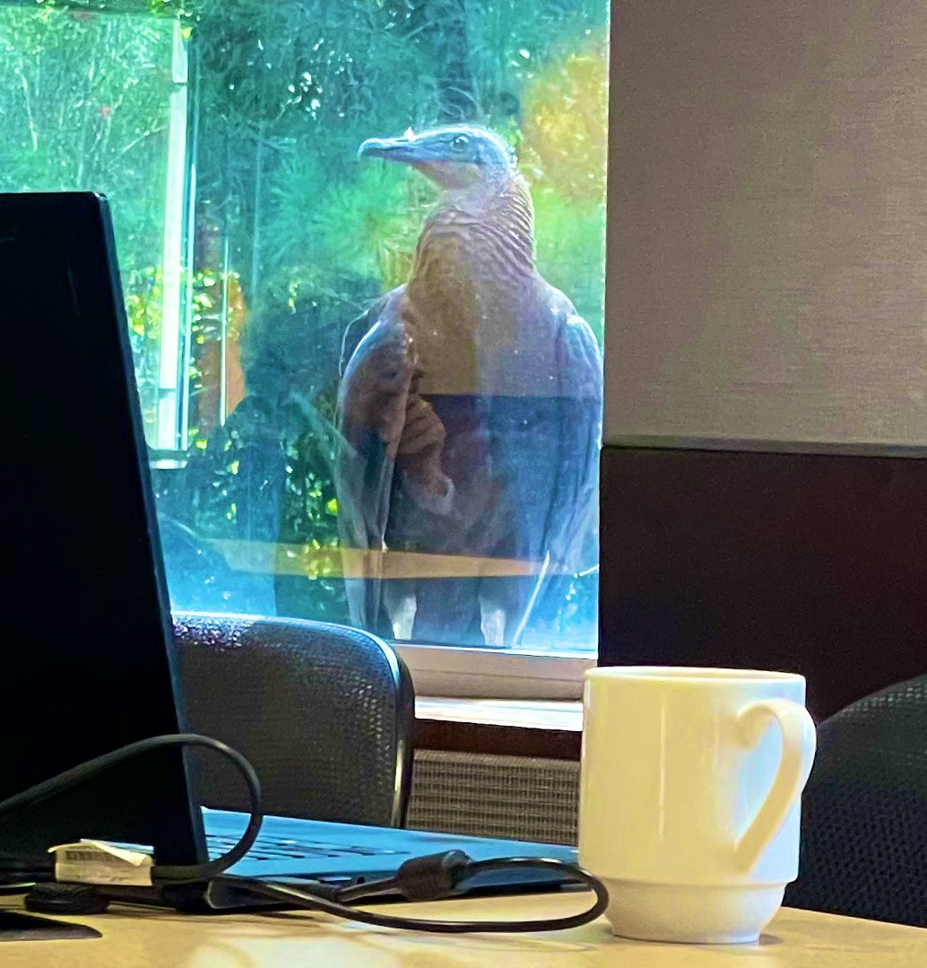 A friend was at an early career researcher workshop on grant writing and heard tapping from the window. She turned to see a large vulture staring at her, later joined by three more vultures, each tapping their beaks on the window. Can anyone think of symbolism more demoralizing?