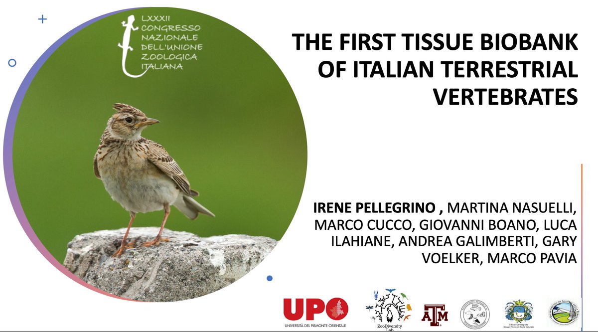 Last week, we attended the #UZIcongress in Palermo. We shared our recent studies with the Italian #zoologist.
In particular, take a look at <a href="/IreneSitta/">Irene</a>'s presentation topic 👀
If you want to learn more or collaborate, write an email to laboratorio.zoologia@uniupo.it

<a href="/UniAvogadro/">UPO - Università</a>