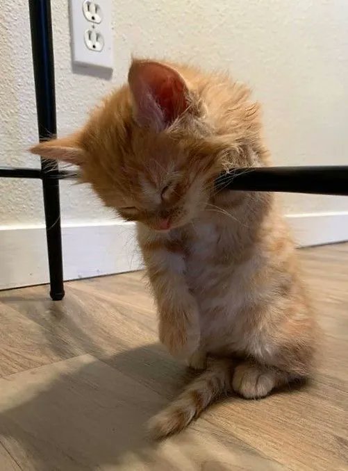 Why you should have a cat tweet media