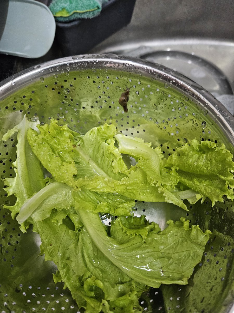 r_jivkr's tweet photo. Craving a protein rich sandwich? Just order lettuce from @letsblinkit and get some protein free!
Found a Live Snail with lettuce.
Good going @letsblinkit.
To top it of, your ridiculous app flow doesn't even let a customer submit such grievance! @zomato @zomatocare @blinkitcares https://t.co/Un5P1DeeTA
