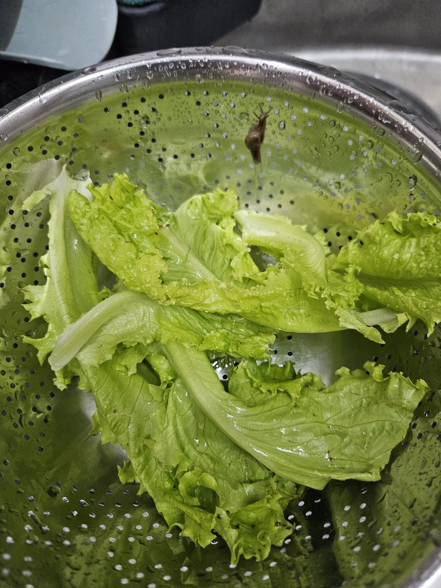 r_jivkr's tweet photo. Craving a protein rich sandwich? Just order lettuce from @letsblinkit and get some protein free!
Found a Live Snail with lettuce.
Good going @letsblinkit.
To top it of, your ridiculous app flow doesn't even let a customer submit such grievance! @zomato @zomatocare @blinkitcares https://t.co/Un5P1DeeTA