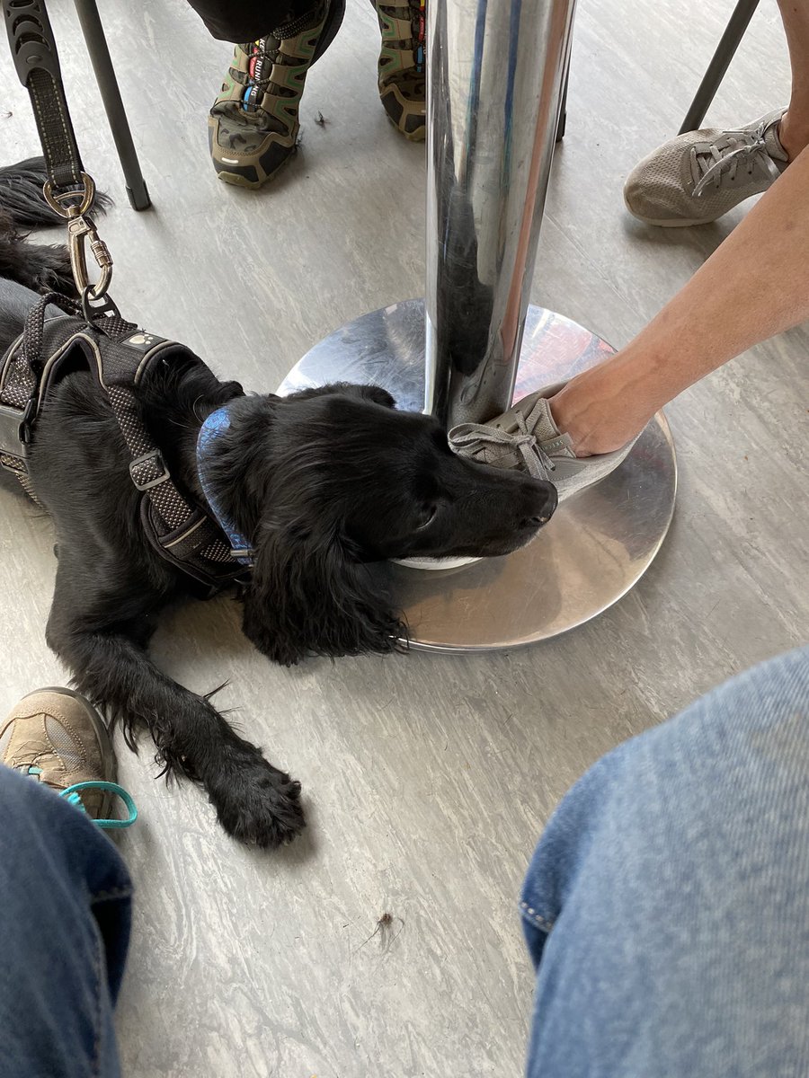 MichelleLou2010's tweet photo. Just another run of the mill dog walk! 🙄🤣🐾 #alwaysastory #rescuedspaniel 🩵🐾🩵🐾 https://t.co/byXzEjEM9p