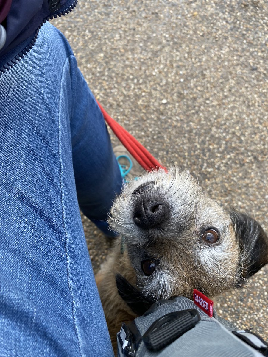 MichelleLou2010's tweet photo. Just another run of the mill dog walk! 🙄🤣🐾 #alwaysastory #rescuedspaniel 🩵🐾🩵🐾 https://t.co/byXzEjEM9p