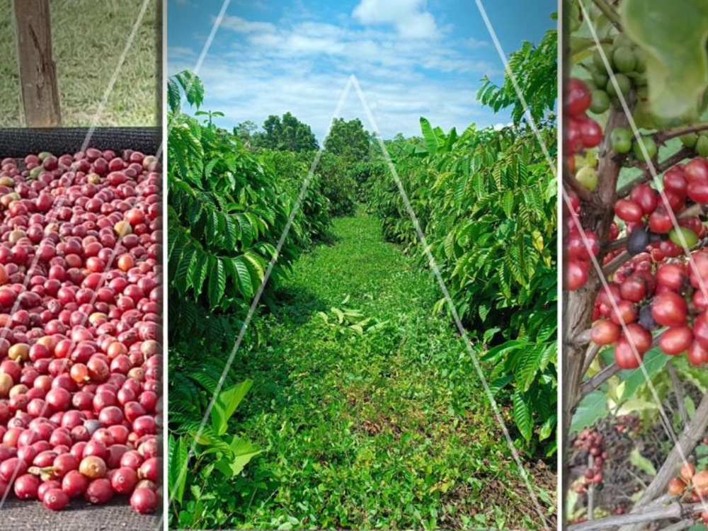 #NoticiasAGROSAVIA El café canéfora puede sembrarse en zonas que no han sido tradicionalmente cafeteras, por lo que puede convertirse en una alternativa para los productores de regiones que no superen los 900 metros sobre el nivel del mar. agrosavia.co/noticias/caf%C…