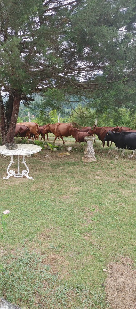 Aloun Ndombet- Assamba tweet media