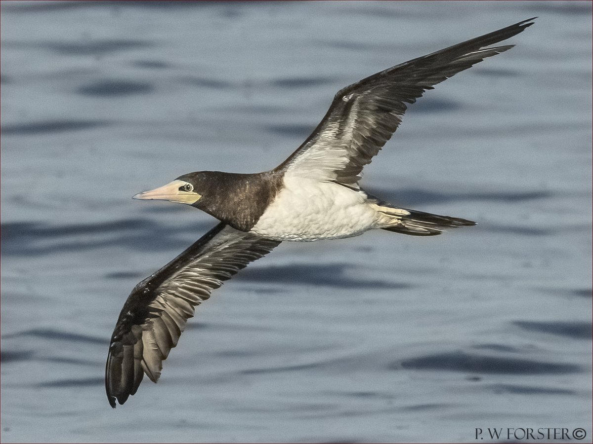 paul230156's tweet photo. B Booby from Friday , Last seen this AM 
@teesbirds1 @WhitbyNats @clevelandbirds @teeswildlife @DurhamBirdClub @TeesmouthNNR @RSPBSaltholme @YWT_North @YorksWildlife @NTBirdClub @WildlifeMag @_BTO #ukbirds #BirdsofTwitter @RareBirdAlertUK #7dmk11 https://t.co/BkcRdM4vCz
