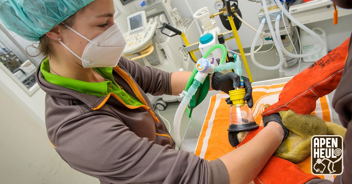 Wat komt er allemaal bij kijken als je dierenarts in Apenheul bent? We liepen een dagje mee met onze dierenarts Marloes! ➡️ apenheul.nl/nieuws/2023/09…
#dierenarts