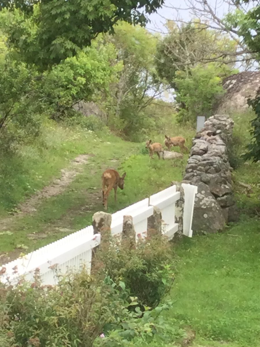 Katie1730331's tweet photo. Journey of deer https://t.co/Ccc5xbVNFd