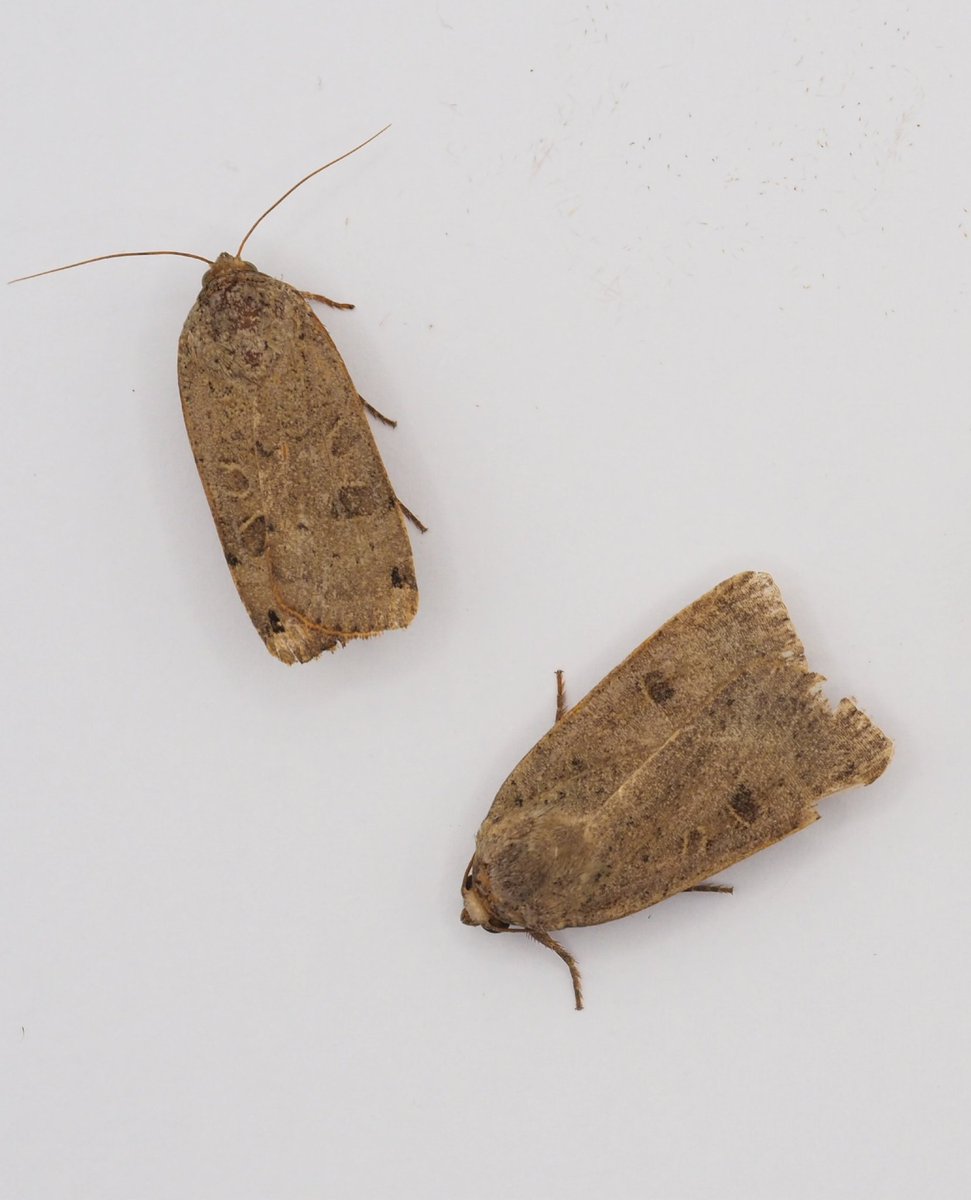 InvertDan's tweet image. Lunar Yellow Underwing (left) and Lesser Yellow Underwing (right). From my garden trap last night, North Essex.