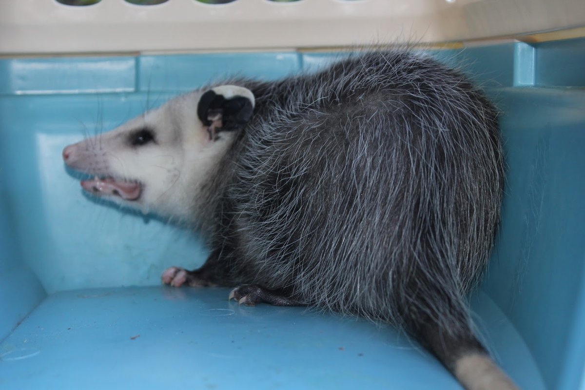 Possumeveryhour.io (@possumeveryhour) on Twitter photo 